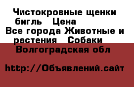 Чистокровные щенки бигль › Цена ­ 15 000 - Все города Животные и растения » Собаки   . Волгоградская обл.